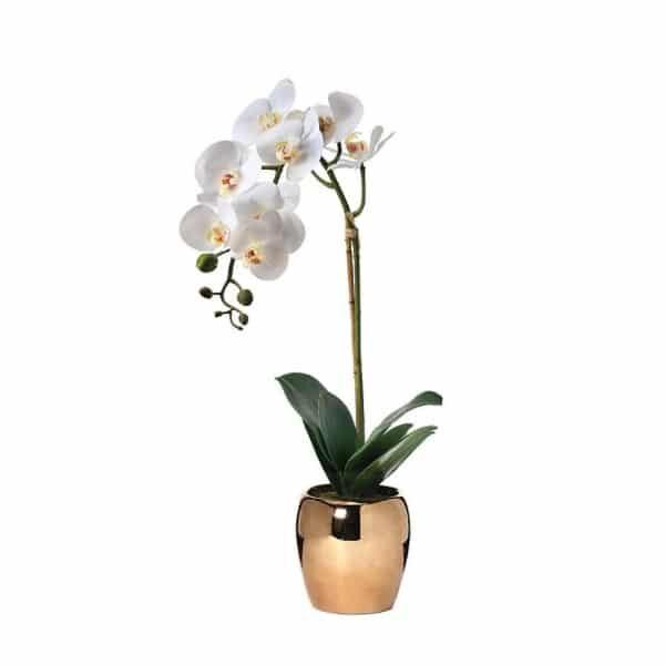 bela orhideja