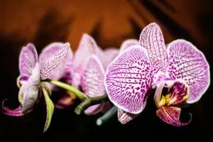 kako presaditi orhideju
