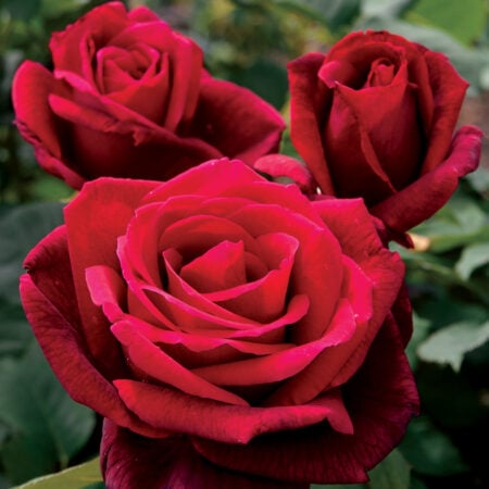 Hibridna perpezual ruža