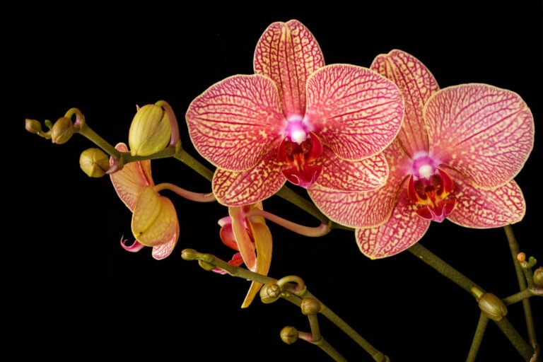 Cvet crvene orhideje