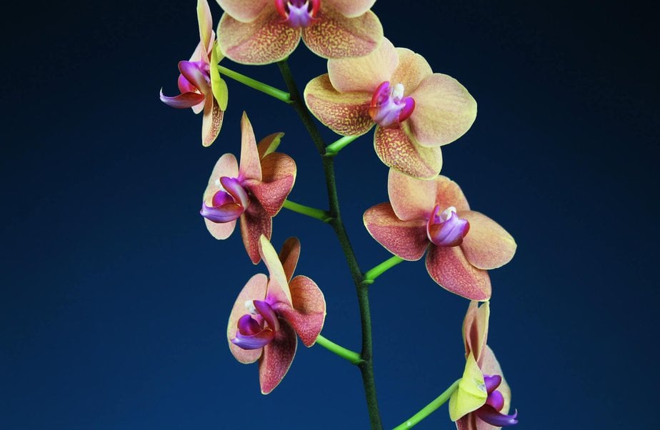 Šarena orhideja