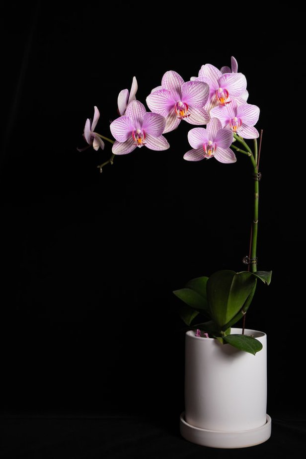 Roze orhideja u keramičkoj saksiji